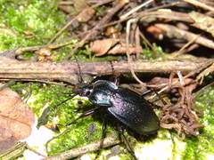 Carabus catenulatus
