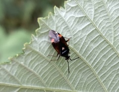 Deraeocoris ruber