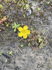 Oxalis perennans