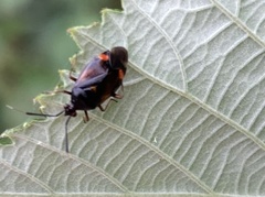 Deraeocoris ruber