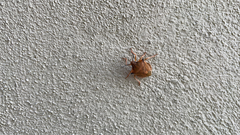 Carpocoris fuscispinus