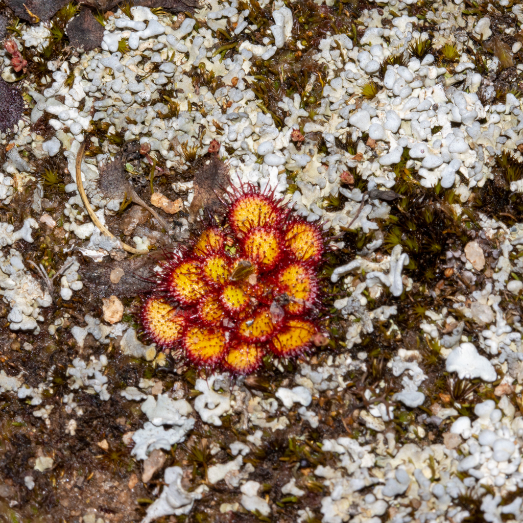 Drosera lowriei N.G.Marchant