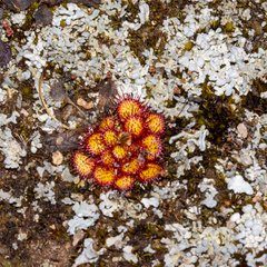 Drosera lowriei