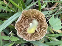 Bolbitius