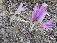 Colchicum lusitanum