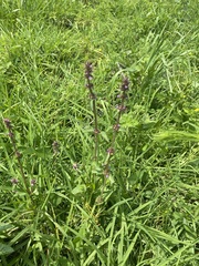 Stachys agraria