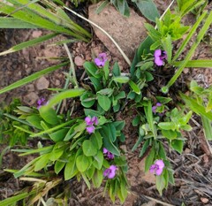 Polygala amatymbica