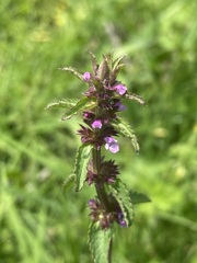 Stachys agraria