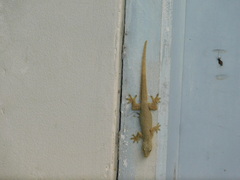Hemidactylus platyurus