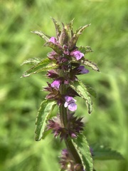 Stachys agraria