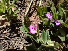 Polygala amatymbica