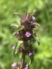 Stachys agraria