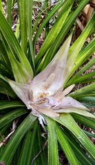 Freycinetia banksii