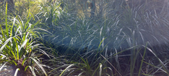 Freycinetia banksii