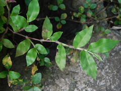 Oplismenus hirtellus