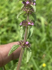 Stachys agraria