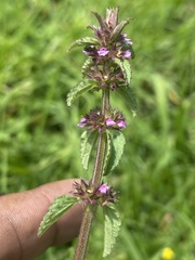 Stachys agraria