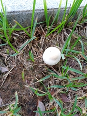 Leucoagaricus leucothites