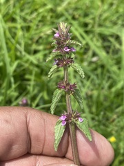 Stachys agraria