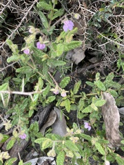 Thomasia petalocalyx