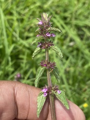 Stachys agraria