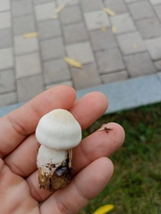 Leucoagaricus leucothites