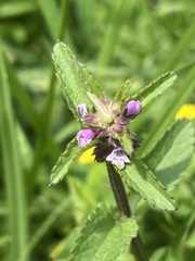 Stachys agraria