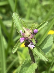 Stachys agraria