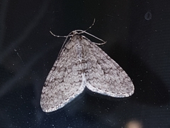 Trichopteryx carpinata