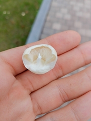 Leucoagaricus leucothites