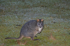 Thylogale billardierii