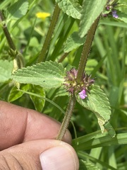 Stachys agraria