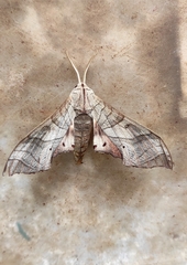 Marumba dyras