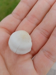 Leucoagaricus leucothites