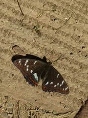 Limenitis populi