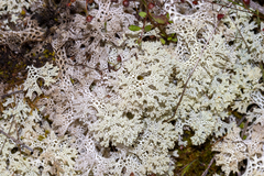 Pulchrocladia retipora