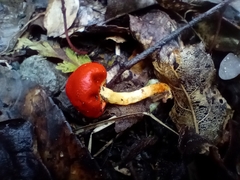 Leratiomyces erythrocephalus