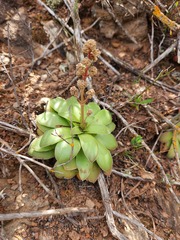 Crassula orbicularis