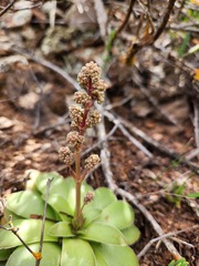Crassula orbicularis