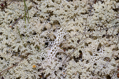 Pulchrocladia retipora