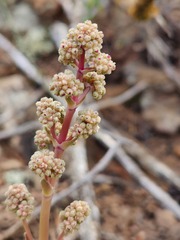 Crassula orbicularis