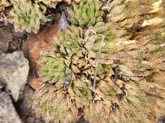 Haworthia herbacea