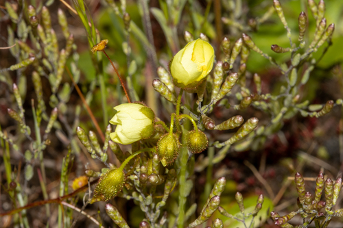 Drosera subhirtella