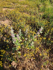 Pseudodictamnus africanus