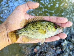 Ambloplites rupestris