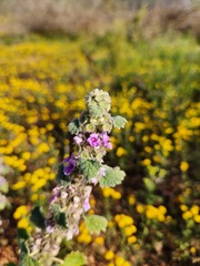 Pseudodictamnus africanus