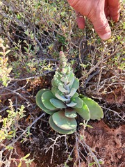 Crassula tomentosa