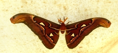 Attacus taprobanis