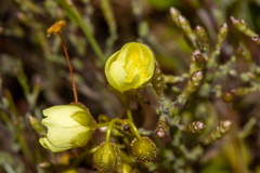 Drosera subhirtella