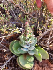 Crassula tomentosa